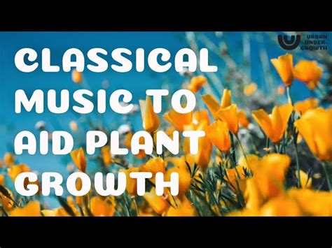 Does Classical Music Help Plants Grow? Or Is There a Hidden Harmony in the Garden?